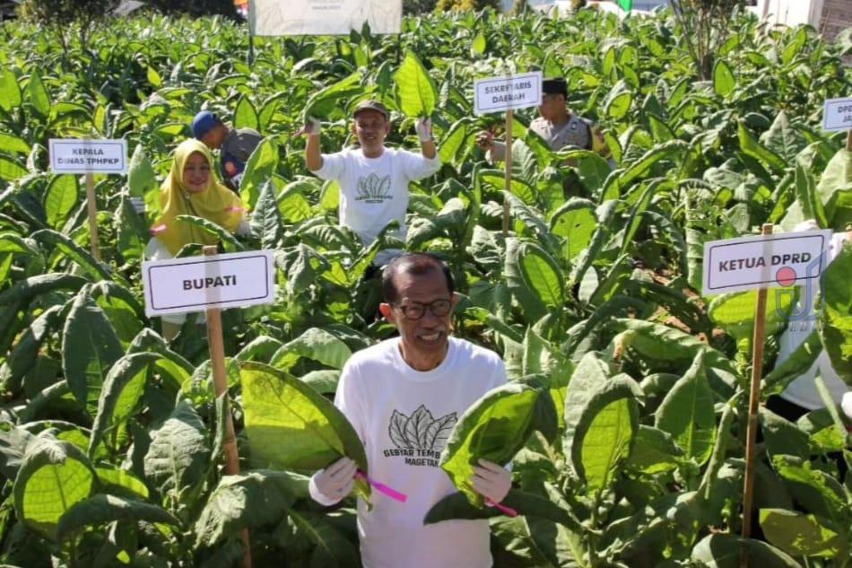 “Pethil Sata” Tembakau 2023, Awali Musim Panen Para Petani di Magetan