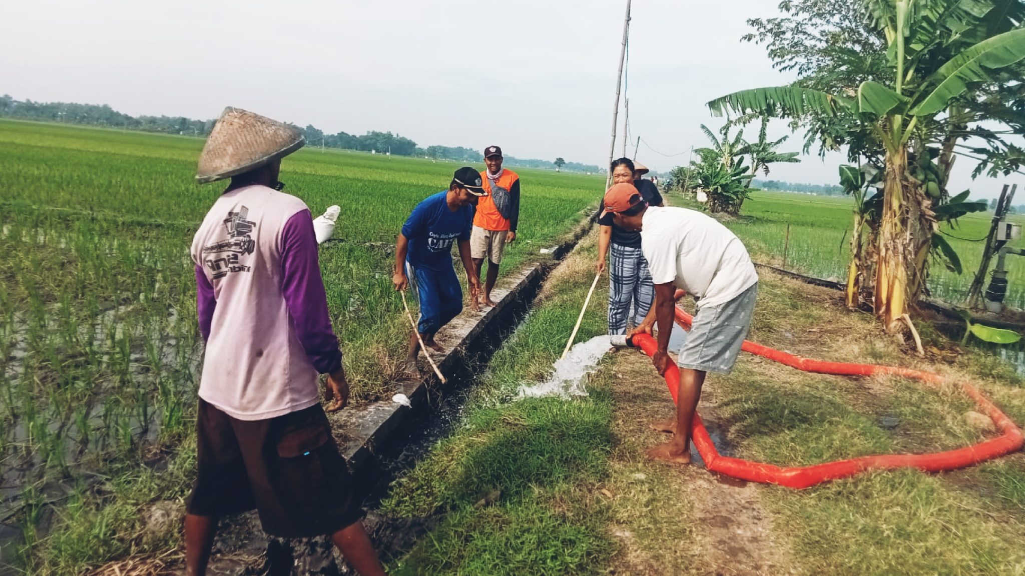 Gropyokan Tikus di Desa Simo Ngawi Jadi Solusi Efektif Bagi Para Petani