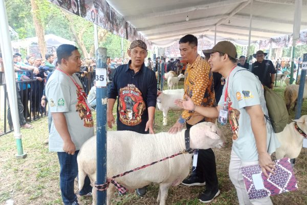 Kontes Kambing Domba Piala Bupati Magetan 2024, Ajang Budidaya Untuk Para Peternak Img 20240602 Wa0057