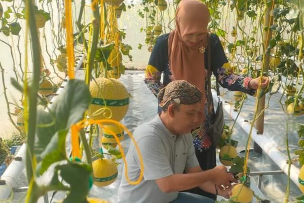 Ada Agrowisata Petik Melon Hidroponik di Magetan Agrowisata Petik Melon Hidroponik