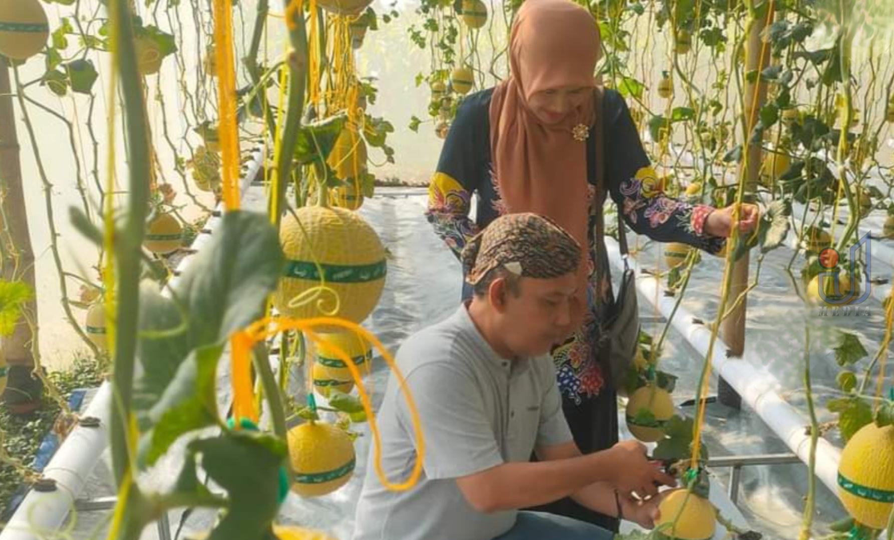 Agrowisata Petik Melon Hidroponik