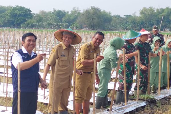 Hindari Gagal Panen, Disnakan Kab Madiun Dorong Petani Rubah Pola Tanam Selain Padi