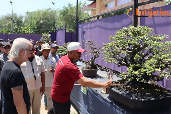 Seni Bonsai Jadi Penggerak Ekonomi Kreatif dan UMKM Lokal