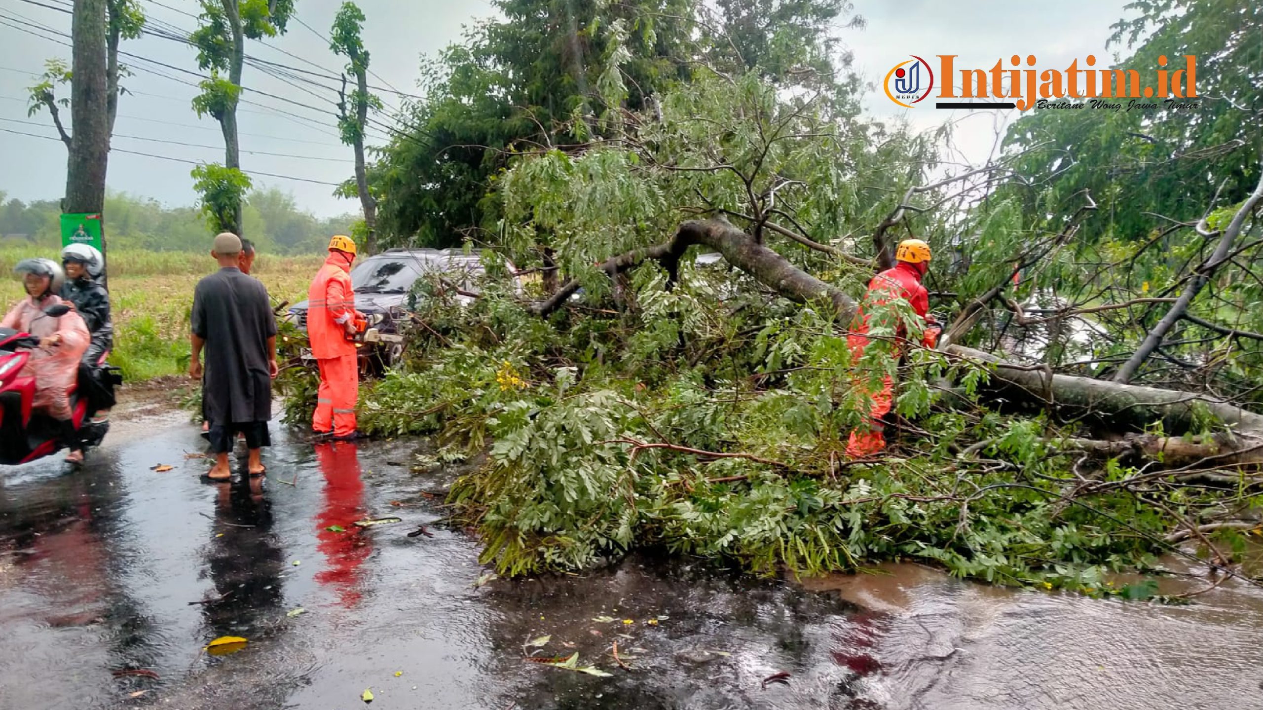 Pohon Tumbang Akibat Hujan Disertai Angin Kencan